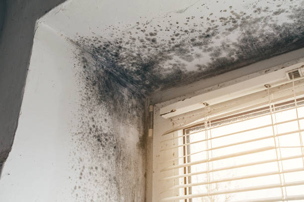 Affordable Mold Inspection And Testing solutions in Hallwood, VA